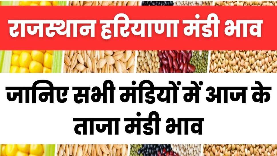 Mandi Bhav 12 May 2024: सरसों चना ग्वार में तेजी, जानिए हरियाणा व राजस्थान के ताजा मंडी भाव