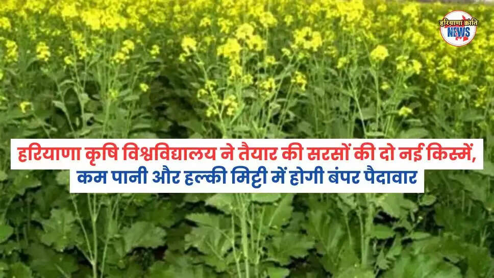 हरियाणा कृषि विश्वविद्यालय  