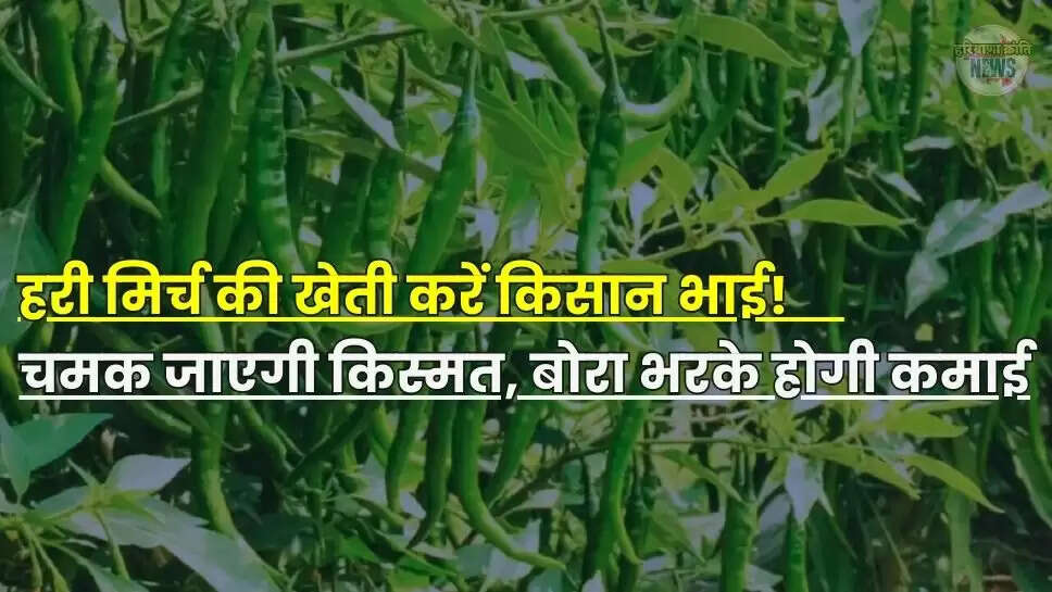 Green Chilli Farming