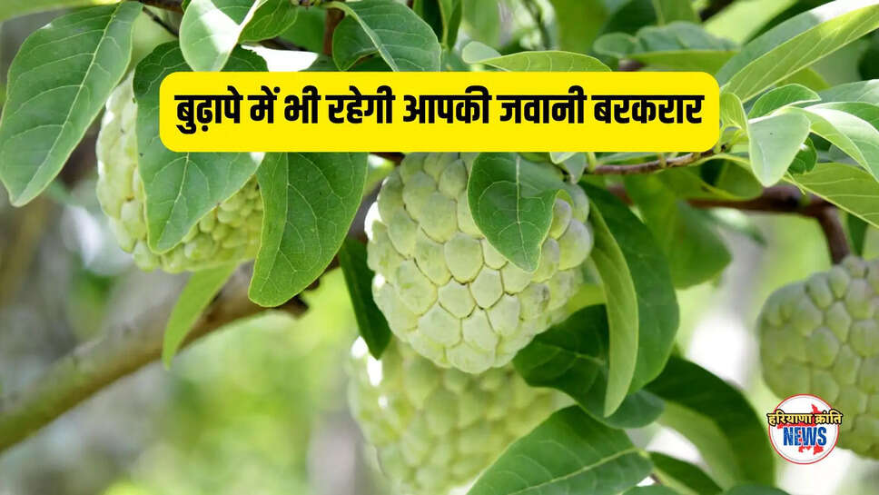 Cherimoya Health