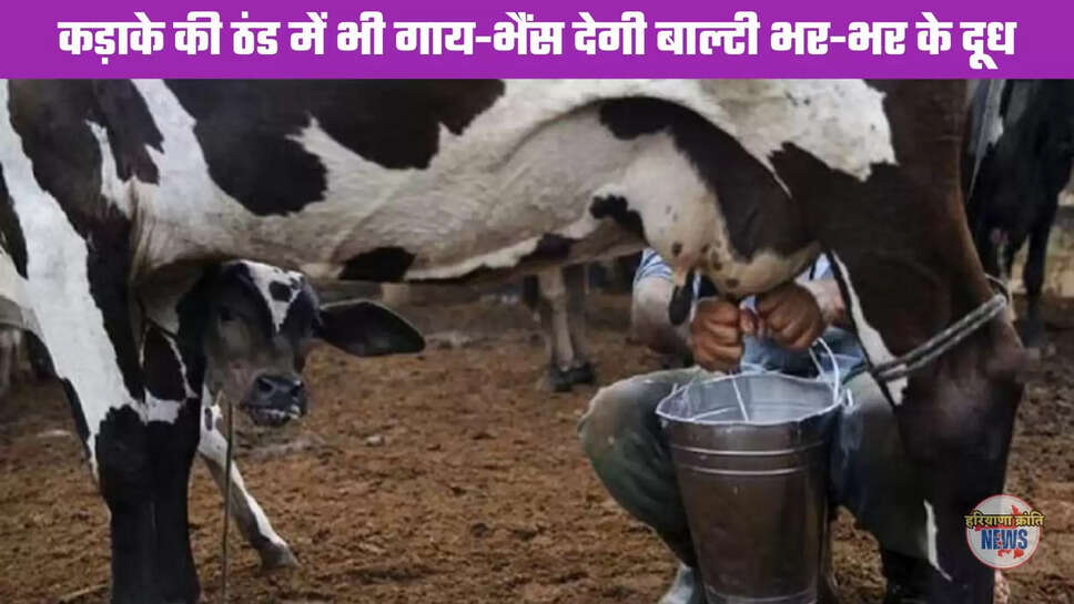 bucket full of milk