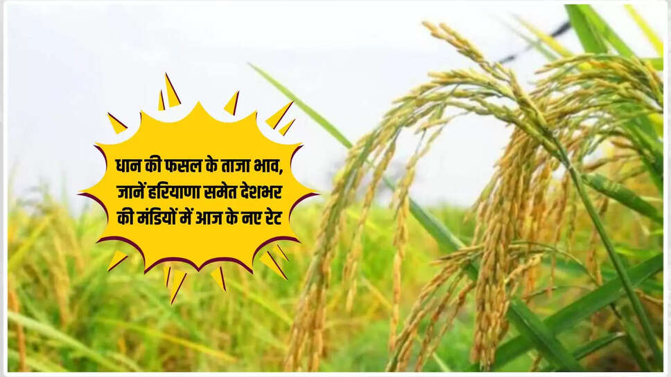 Mandi Bhav