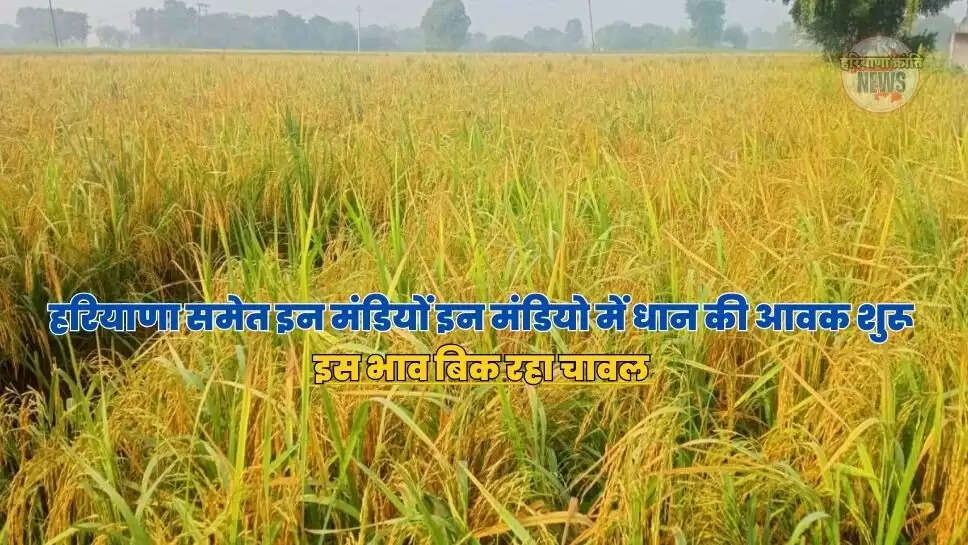 इस भाव बिक रहा चावल