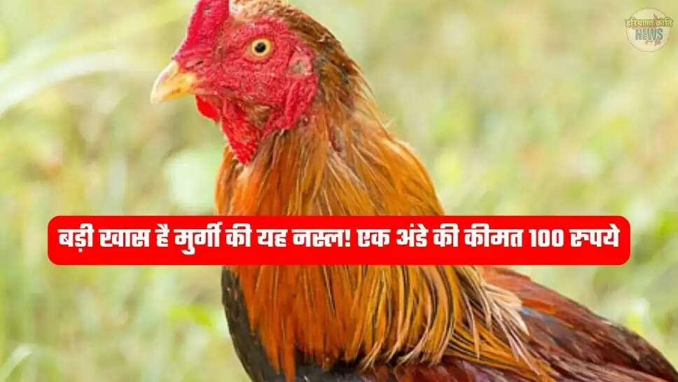 Aseel chicken