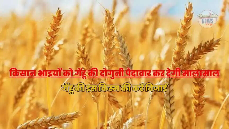 गेंहू की इस किस्म की करें बिजाई