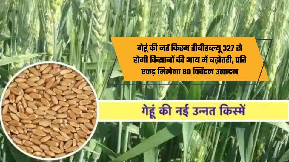 new variety of wheat